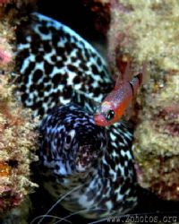 I was trying to shoot the eel when this mimic cardinalfis... by Zaid Fadul 